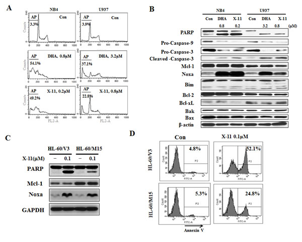 Induction of apoptosis by DHA/X-11 in AML cells with different levels of Bcl-xL and Mcl-1.