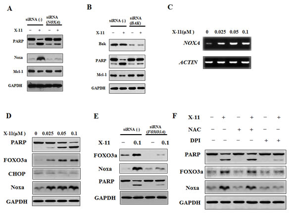 Noxa plays an important role in X-11-induced apoptosis and is induced through FOXO3a-mediated pathway.