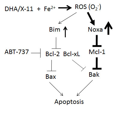 A working model of DHA and X-11 apoptosis induction in AML cells.