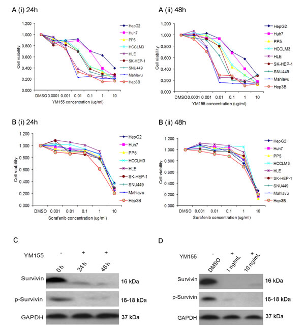 Fig.3: YM155 inhibits cell growth in sensitive liver cancer cells.