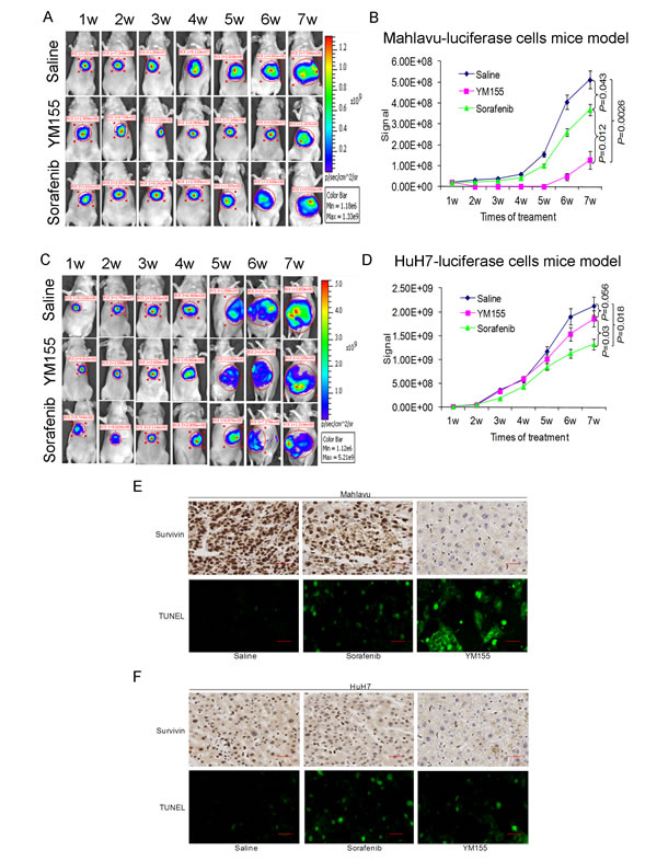 Fig.5: YM155 is a promising therapeutic agent for HCC cells with high survivin expression as demonstrated by the orthotopic liver tumor mouse model.