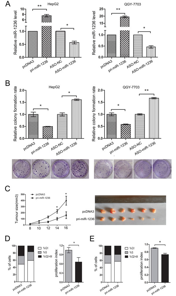 miR-1236 inhibits the proliferation of HCC cells