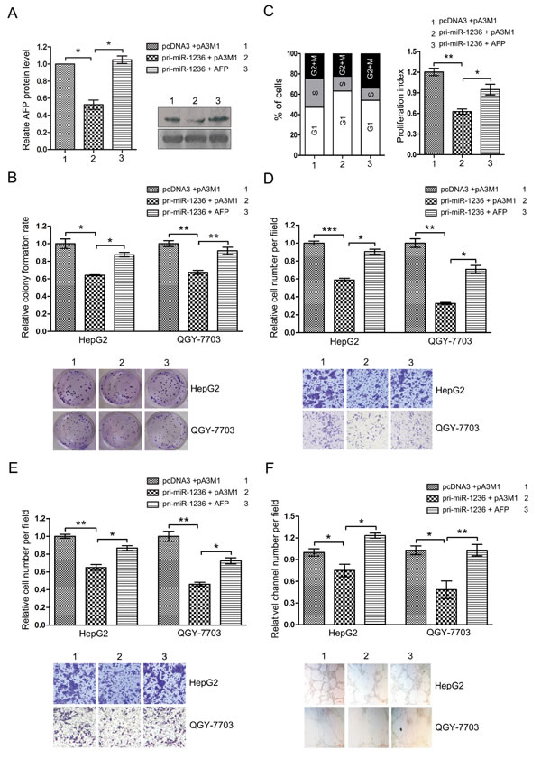 The ectopic expression of AFP counteracts the inhibition of the aggressive malignance induced by miR-1236.