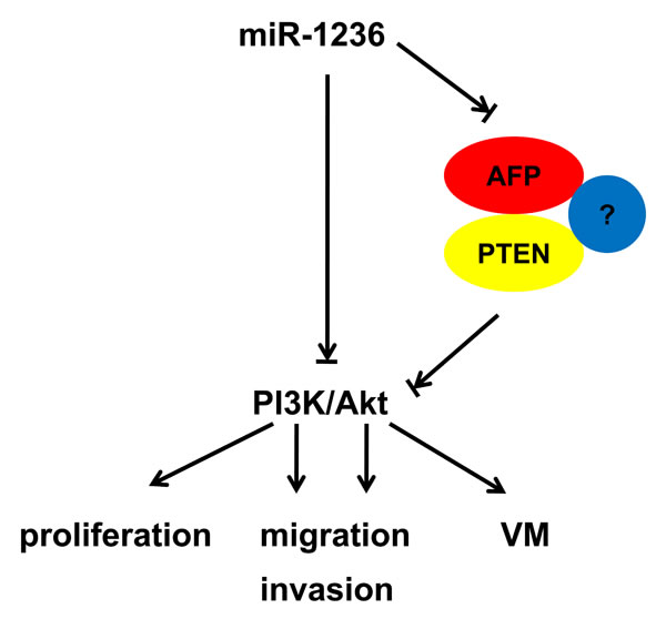 The schematic plot for the regulatory relationship among miR-1236, AFP and PTEN in HCC.