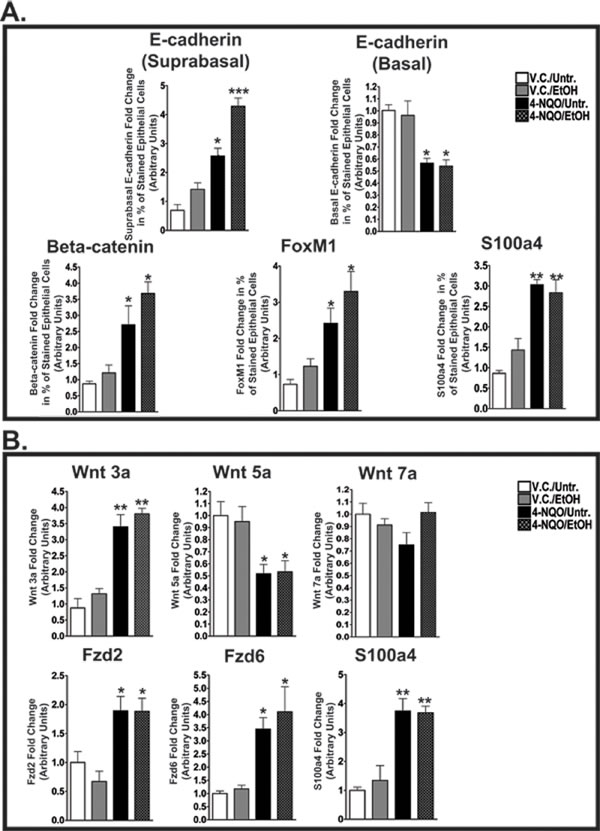 4-NQO and 4-NQO followed by ethanol administration increase E-cadherin in the suprabasal layers, decrease E-cadherin in the basal layer, and increase canonical Wnt signaling during the initiation of ESCC.