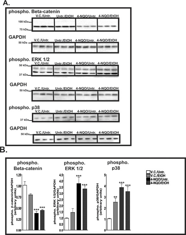 &#x3b2;-catenin and ERK 1/2 and p38 are activated by ethanol, 4-NQO, and 4-NQO followed by ethanol treatment.