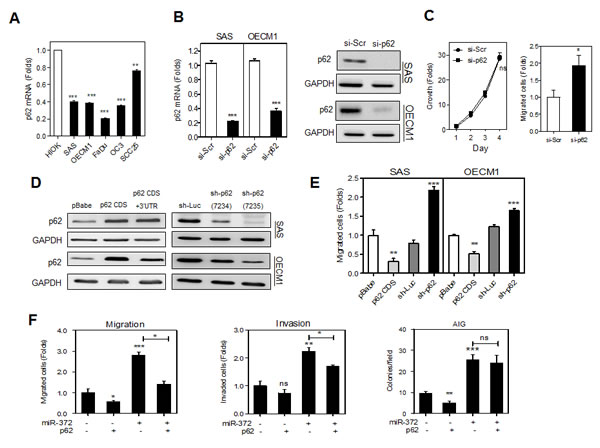 Fig.2: p62 inhibits the migration of HNSCC cells.