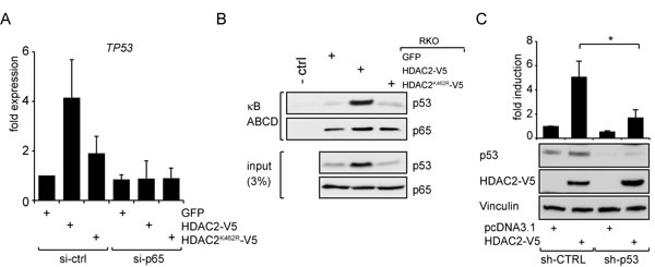 HDAC2 influences NF-&#x3ba;B-dependent TP53 expression and p53 crosstalks with NF-&#x3ba;B to regulate NF-&#x3ba;B transcriptional activities.