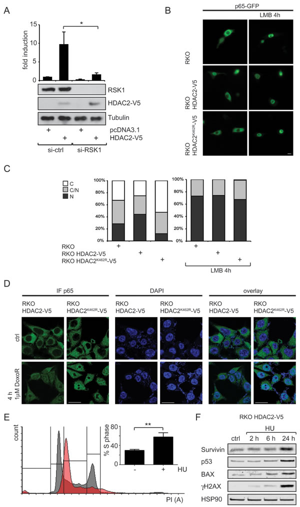Connection of RSK1 activity and subcellular localization of p65 toward HDAC2 induction of NF-&#x3ba;B.