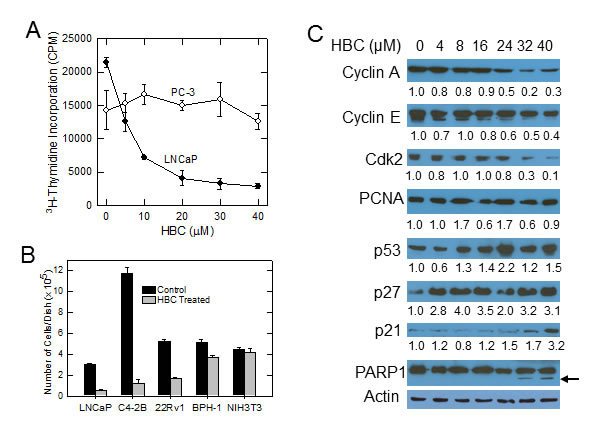 HBC inhibits proliferation of AR-positive prostate cancer cells.