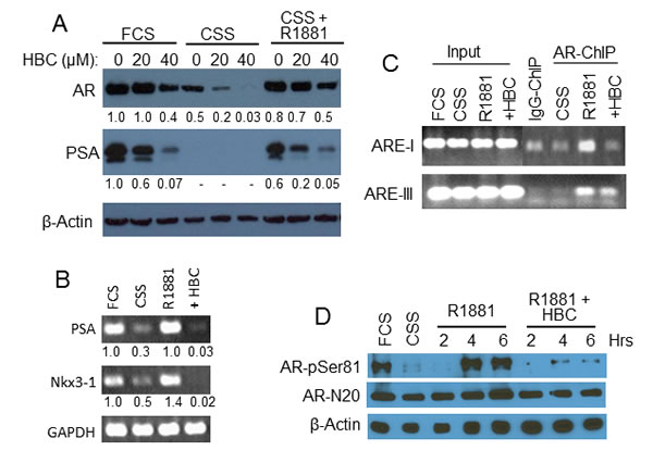 Effect of HBC on androgen-stimulated AR.