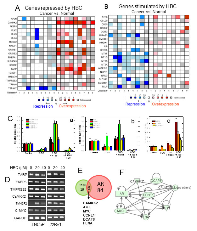 Analysis and validation of HBC affected androgen-regulated gene expression.