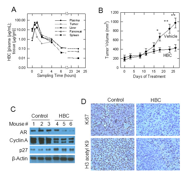 Effect of HBC on tumors derived from castration-resistant C4-2B cells in nude mice.