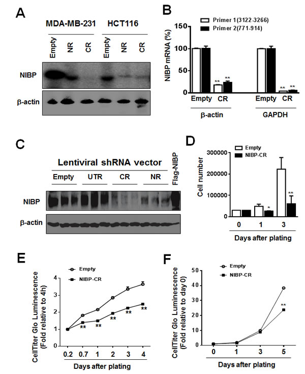 NIBP knockdown by lentivirus-mediated shRNAs inhibits cancer cell growth/proliferation.