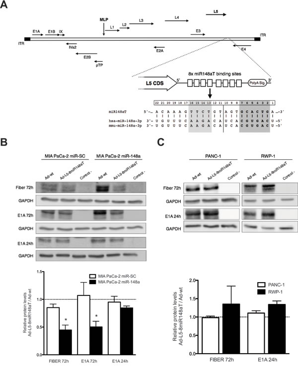 miR-148a regulates fiber expression from cells infected with Ad-L5-8miR148aT.