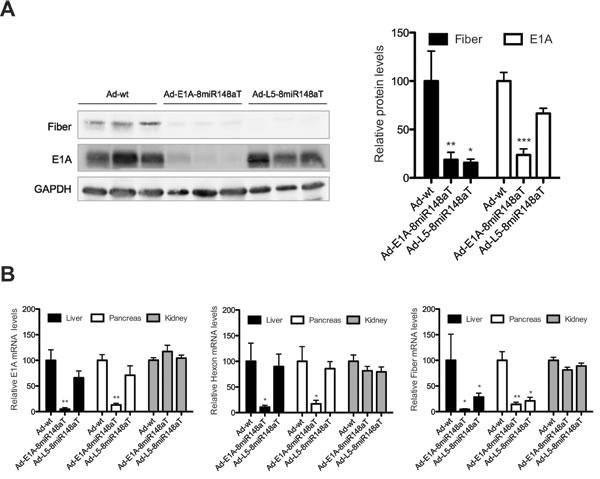 Fiber expression is directly or indirectly regulated, in miR-148a positive tissues, following Ad-L5-8miR148aT or Ad-E1A-8miR148aT systemic delivery.