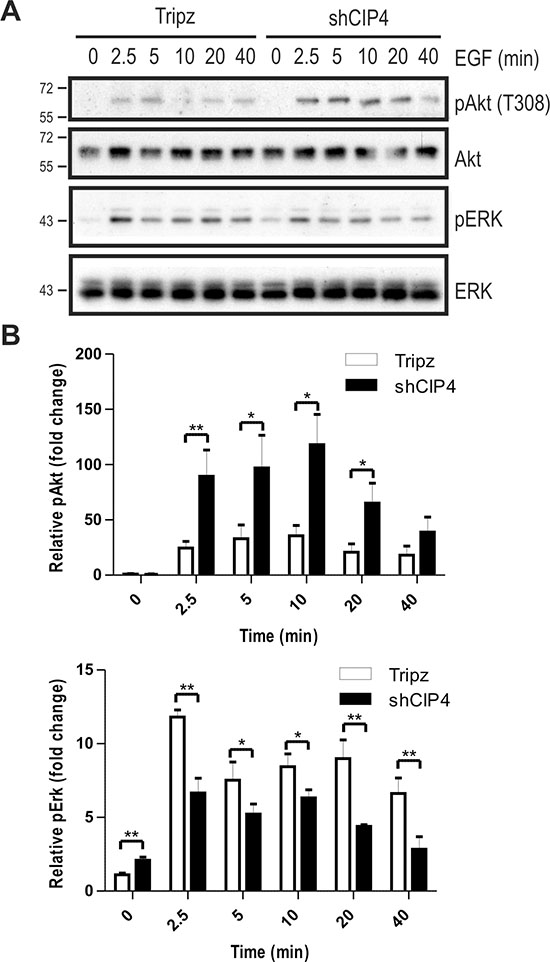 CIP4 silencing alters EGFR signaling to Akt and ERK kinases.