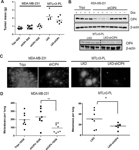 CIP4 promotes TNBC metastasis to the lungs in mice.