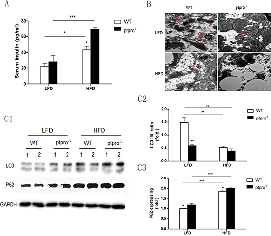 Autophagy is suppressed in the livers of mice with insulin resistance induced by PTPRO deletion in NASH.