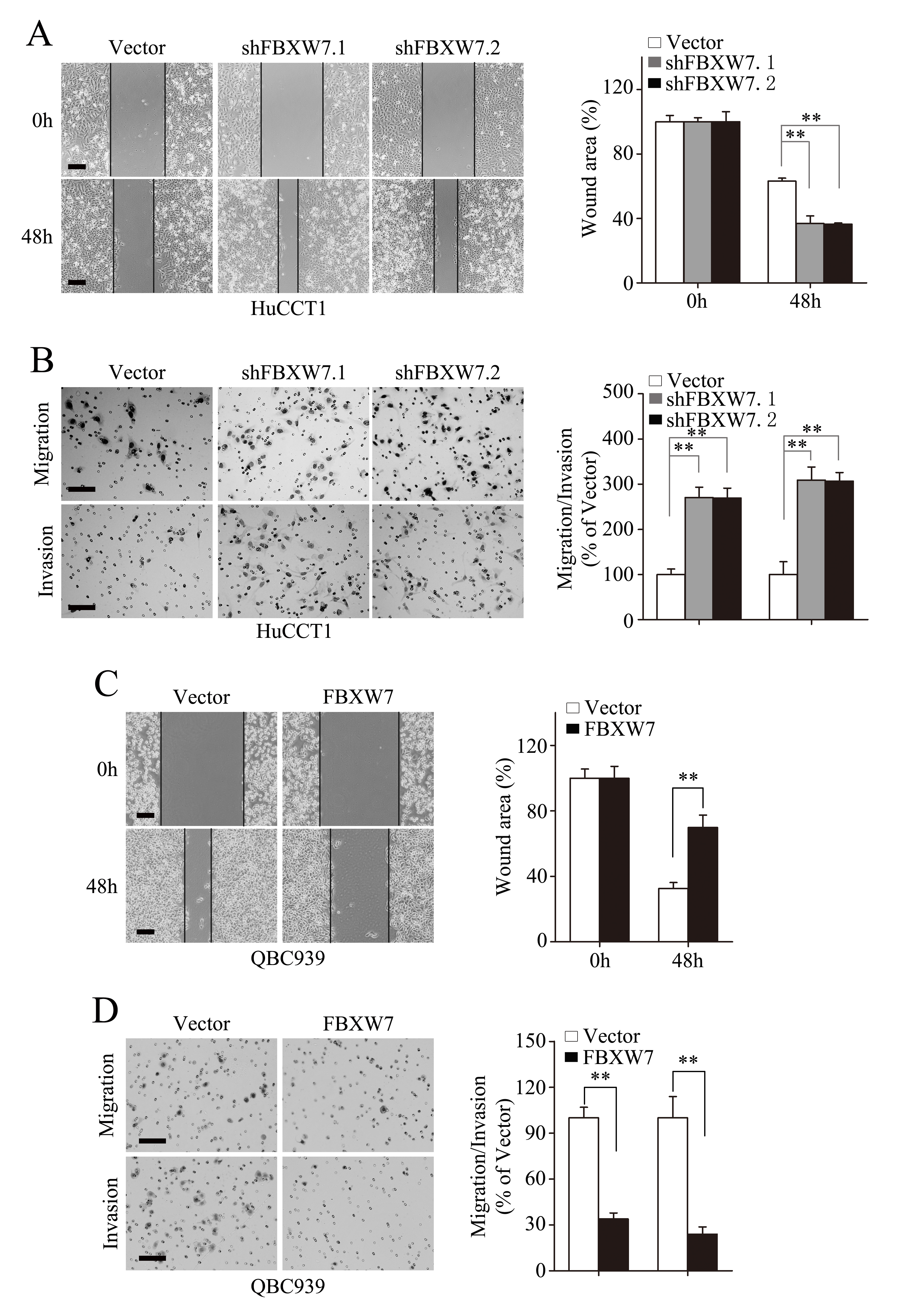 FBXW7 inhibits migration and invasion of CCA cells.