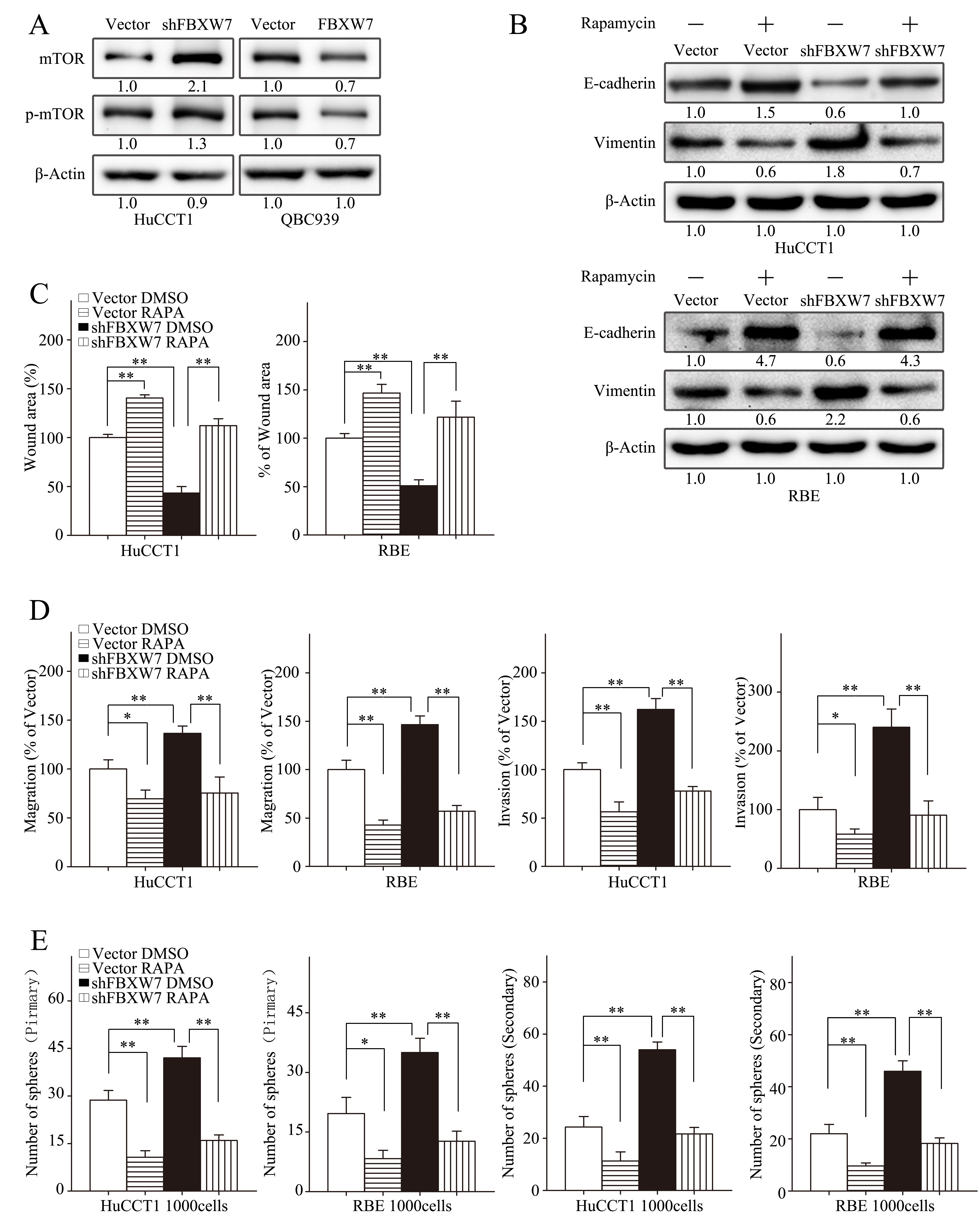 mTOR inhibitor rapamycin attenuates EMT, motility and stem-like behaviors induced by FBXW7silencing.