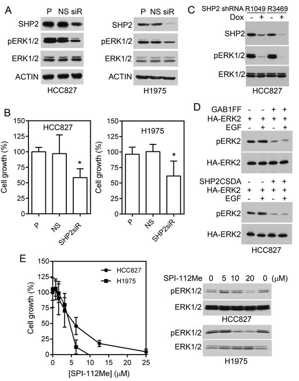 Effects of Shp2 inhibition on lung adenocarcinoma cells containing mutant EGFR.