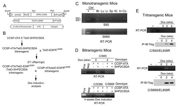 Generation and characterization of transgenic mice.