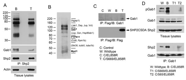 Analysis of Gab1 tyrosine phosphorylation and association with Shp2 in transgenic mouse lung.