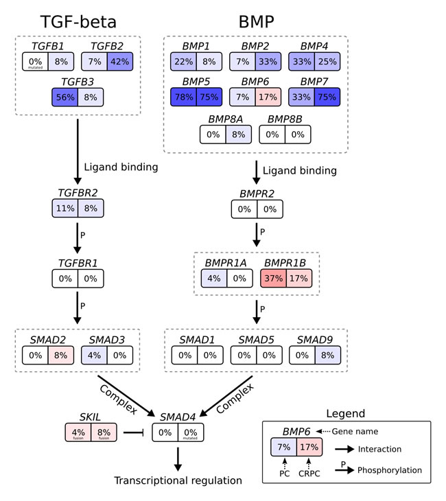 Genomic and transcriptomic changes in the context of the TGF-&#x3b2; signaling pathway.