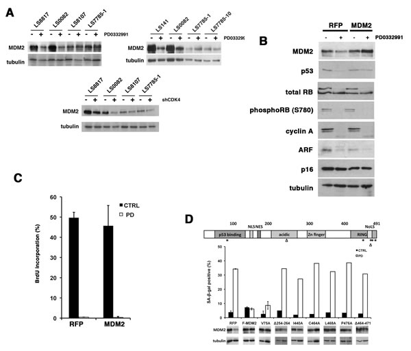 Enforcing MDM2 expression prevents senescence in WD/DDLS cells treated with PD0332991.