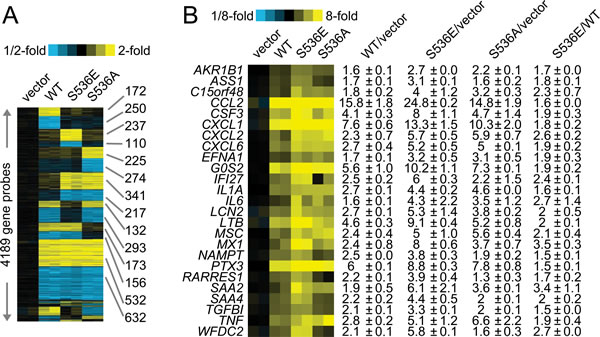 Microarray data of p536 specific regulated genes.