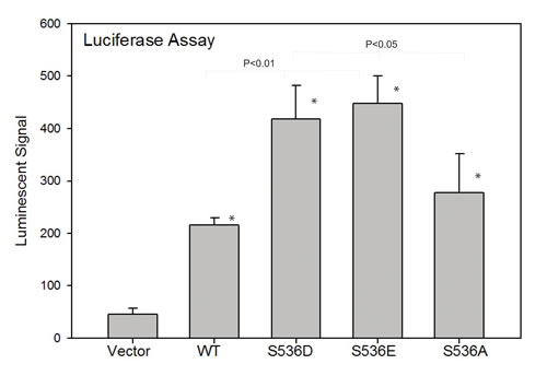 p536 regulates CCL2 promoter activities by luciferase reporter assay.