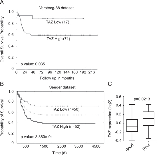 TAZ expression is prognostic of worse survival in neuroblastoma patients.
