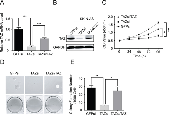 Knockdown of TAZ inhibits cell proliferation and colony formation.