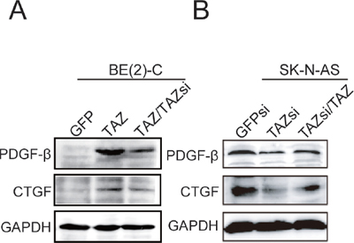 Activation of CTGF and PDGF-&#x03B2; by TAZ.