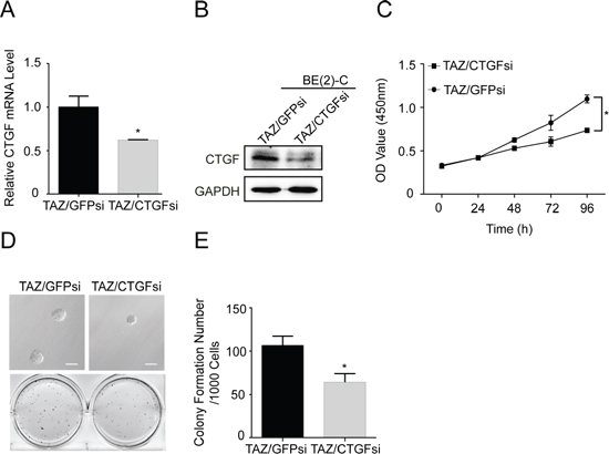 CTGF is a major downstream transcriptional target of TAZ.