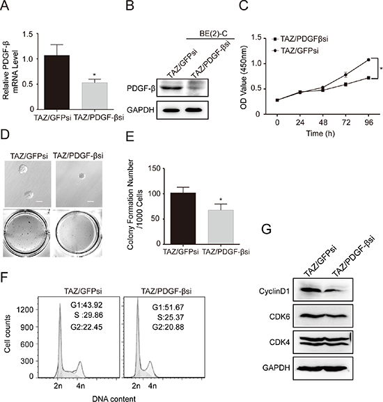 PDGF-&#x03B2; is a major downstream transcriptional target of TAZ.