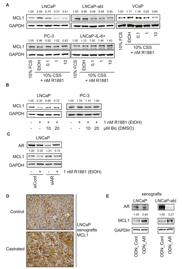 Androgenic regulation of MCL1 is dependent on functional AR and is a transcriptional mechanism.