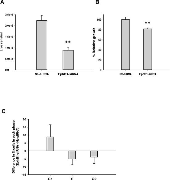 Knockdown of EphB1 reduces medulloblastoma cell viability and cell growth, and alters cell cycle progression.