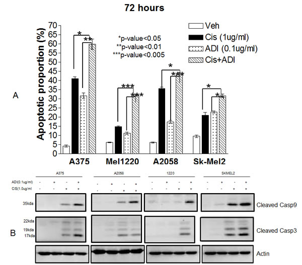 Fig.2: Apoptotic effect in 4 melanoma cell lines (A375, Sk-Mel2, A2058, and Mel1220) treated with ADI-PEG20 alone (0.1&micro;g/ml), cisplatin alone (1&micro;g/ml), and in combination for 72hr.