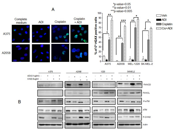 Fig.4: Increased DNA damage in 4 cell lines when treated with combination treatment.