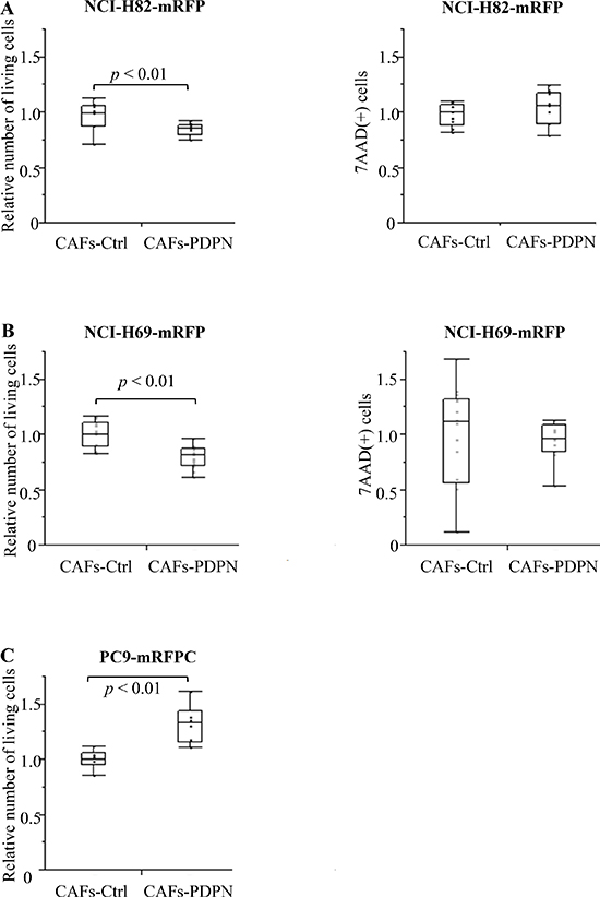 mRFP-labeled SCLC cell number after co-culturing with CAFs.