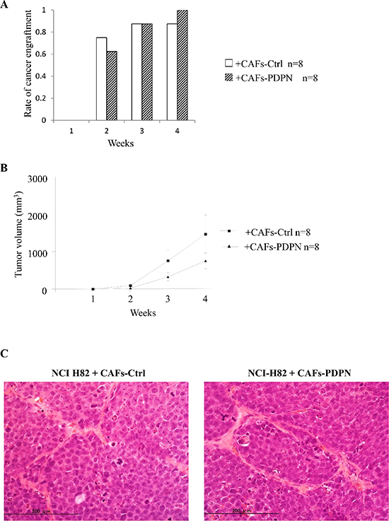Engraftment rate and tumor volume of NCI-H82 injected with CAFs in mouse subcutaneous tissue.
