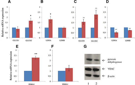 Key metabolic enzymes expression profile changes in proliferating and confluent SLC25A10 knockdown cells.