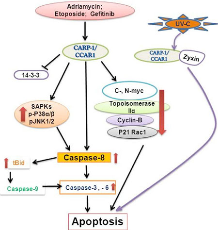 A Schematic of CARP-1/CCAR1 Apoptosis Signaling.