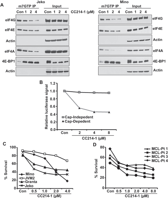 Effect of the dual mTOR kinase inhibitor CC214-1 on eIF4F complex.