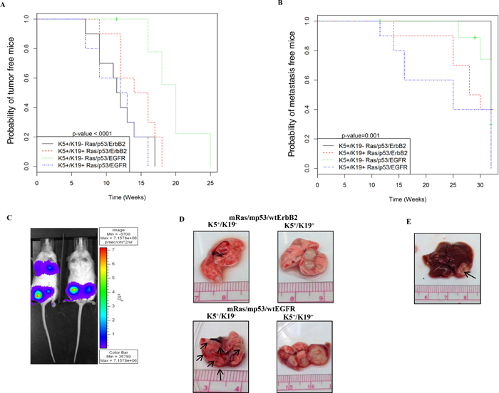 In-vivo tumor and metastasis formation from transformed K5+/K19&#x2212; or K5+/K19+ cells.