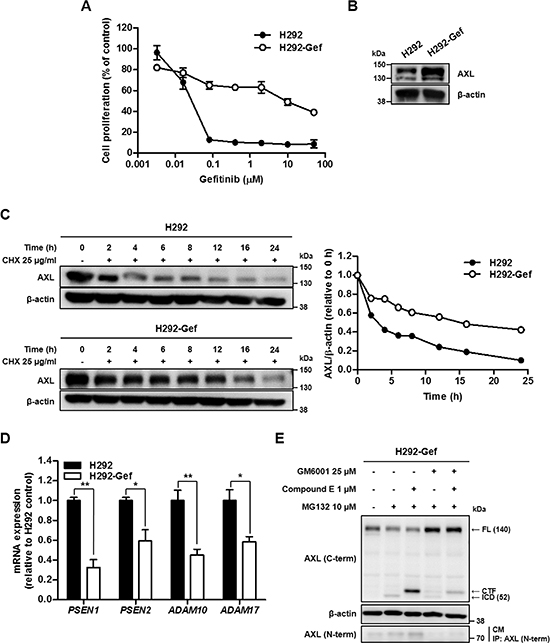 Down-regulated Turnover of AXL in Gefitinib Resistant H292 (H292-Gef) Cell Line.