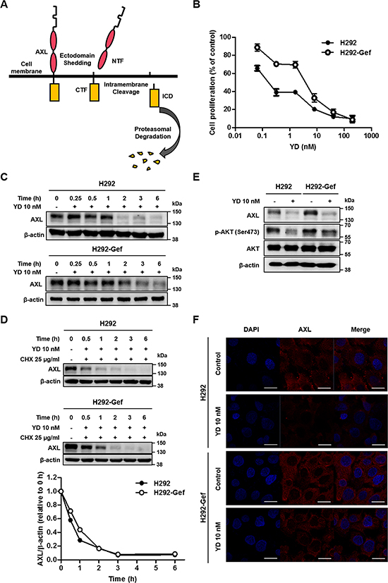 YD-induced down-regulation of the full-length AXL expression in H292 and H292-Gef Cells.