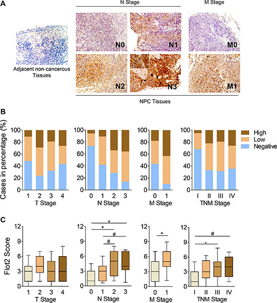 Flot2 is correlated with metastasis and indicates adverse prognosis in NPC patients.